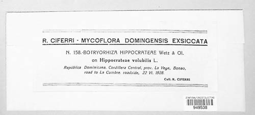 Botryorhiza hippocrateae image